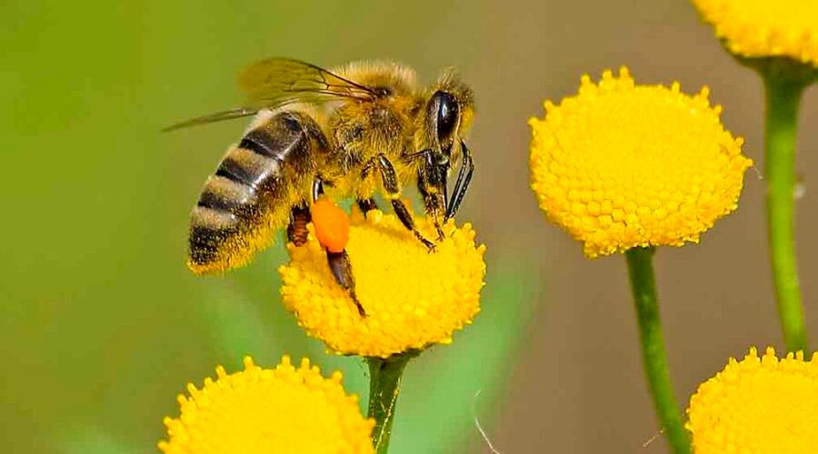 La importancia vital de la Polinización: El rol crucial de las abejas
