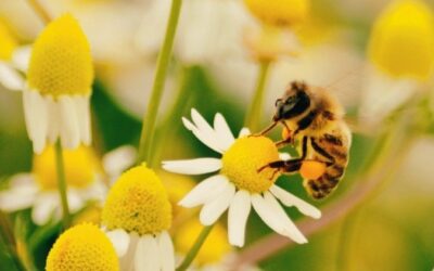 Miel para la alergia primaveral: ¿ayuda realmente a combatir los síntomas?